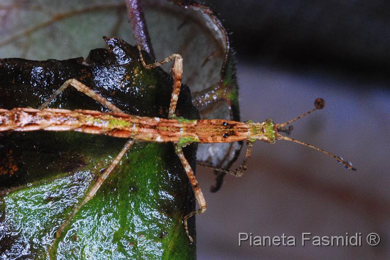 Phenacephorus cornucervi L1 01.jpg